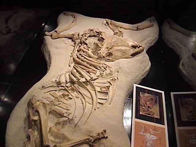 Squelette de l'ancêtre du cheval trouvé au Pérou