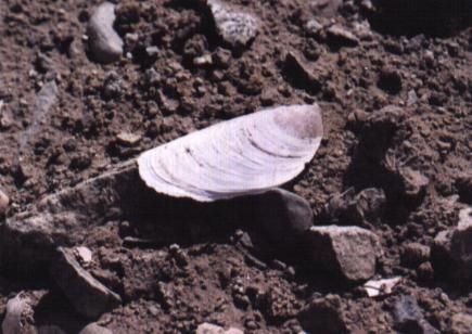 reste d'une moule trouvée parmi de nombreuses autres dans les excavations