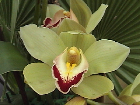 Orchidée vert tendre