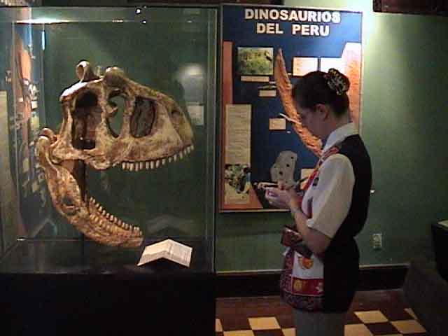 Crâne de squelette de carnotaurus en vitrine devant Carine Vanackeren